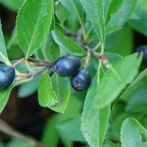 Aronia Ground hug 1gal