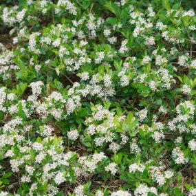 Aronia Ground hug 1gal